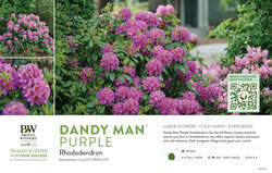Rhododendron Dandy Man® Purple 11x7" Variety Benchcard