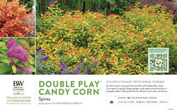 Spiraea Double Play® Candy Corn® 11x7" Variety Benchcard