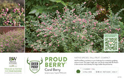 Symphoricarpos Proud Berry® (Coral Berry) 11x7" Variety Benchcard