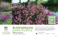 Syringa Bloomerang® Dark Purple (Reblooming Lilac) 11x7" Variety Benchcard