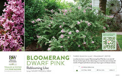 Syringa Bloomerang® Dwarf Pink (Reblooming lilac) 11x7" Variety Benchcard