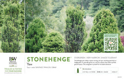 Taxus Stonehenge® (Yew) 11x7" Variety Benchcard