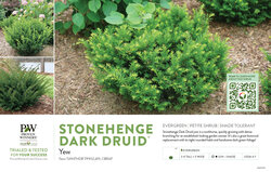 Taxus Stonehenge Dark Druid® (Yew) 11x7" Variety Benchcard
