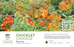 Tecoma Chicklet® Orange (Trumpet Bush) 11x7" Variety Benchcard