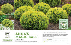 Thuja Anna's Magic Ball® (Arborvitae) 11x7" Variety Benchcard