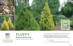 Thuja Fluffy® (Arborvitae) 11x7" Variety Benchcard