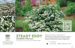 Viburnum Steady Eddy® (Doublefile Viburnum) 11x7" Variety Benchcard
