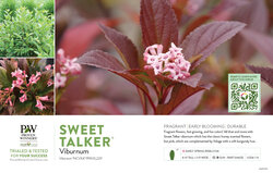 Viburnum Sweet Talker® (Fragrant Viburnum) 11x7" Variety Benchcard