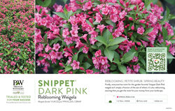 Weigela Snippet® Dark Pink (Weigela) 11x7" Variety Benchcard