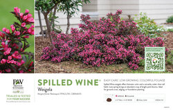Weigela Spilled Wine® (Weigela) 11x7" Variety Benchcard
