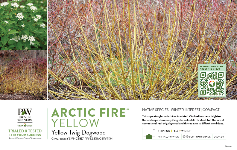 Cornus Arctic Fire® Yellow (Dogwood) 11x7