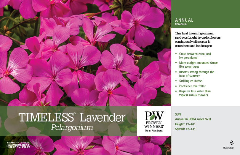 Pelargonium Timeless Lavender 11x7 Variety Benchcard Proven Winners