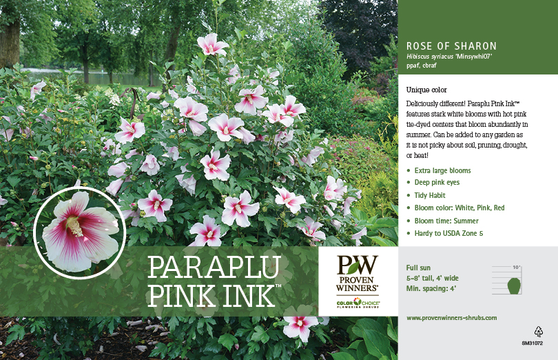 Hibiscus Paraplu Pink Ink™ Rose Of Sharon 11x7 Variety Benchcard Proven Winners