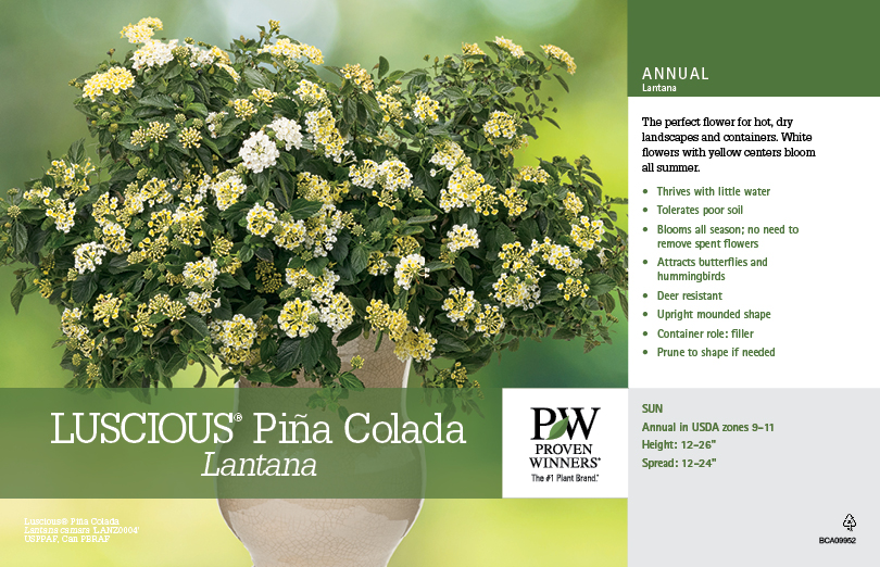 Lantana Luscious® Piña Colada 11x7" Variety Benchcard Proven Winners
