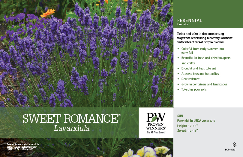 Lavandula Sweet Romance® (Lavender) 11x7" Variety Benchcard Proven