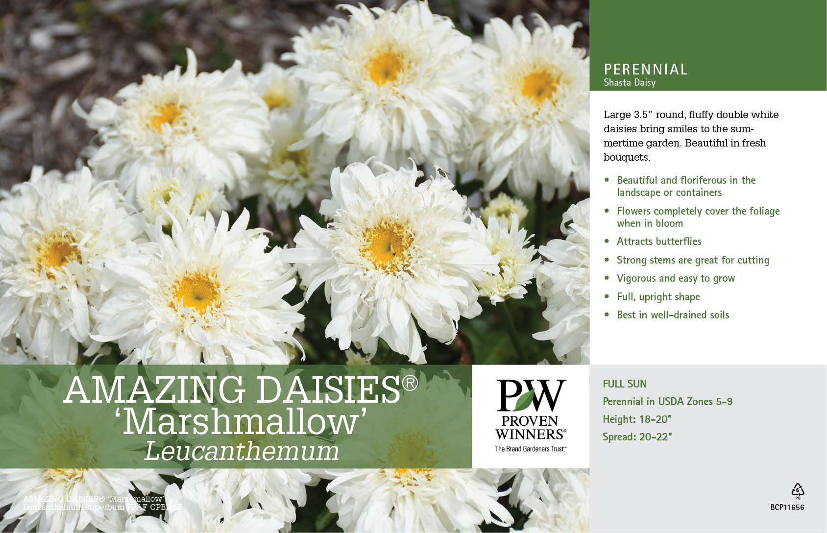 Leucanthemum Amazing Daisies Marshmallow 11x7" Variety Benchcard