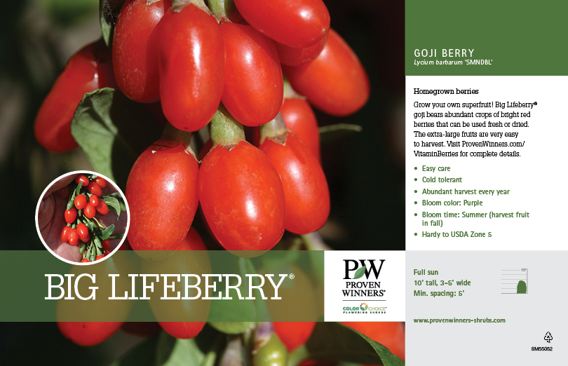 Lycium Big Lifeberry Goji Berry 11x7 Variety Benchcard Proven Winners Sweet lifeberry and big lifeberry goji have been a hit in europe and we are pleased to finally offer them to north american gardeners. lycium big lifeberry goji berry 11x7 variety benchcard