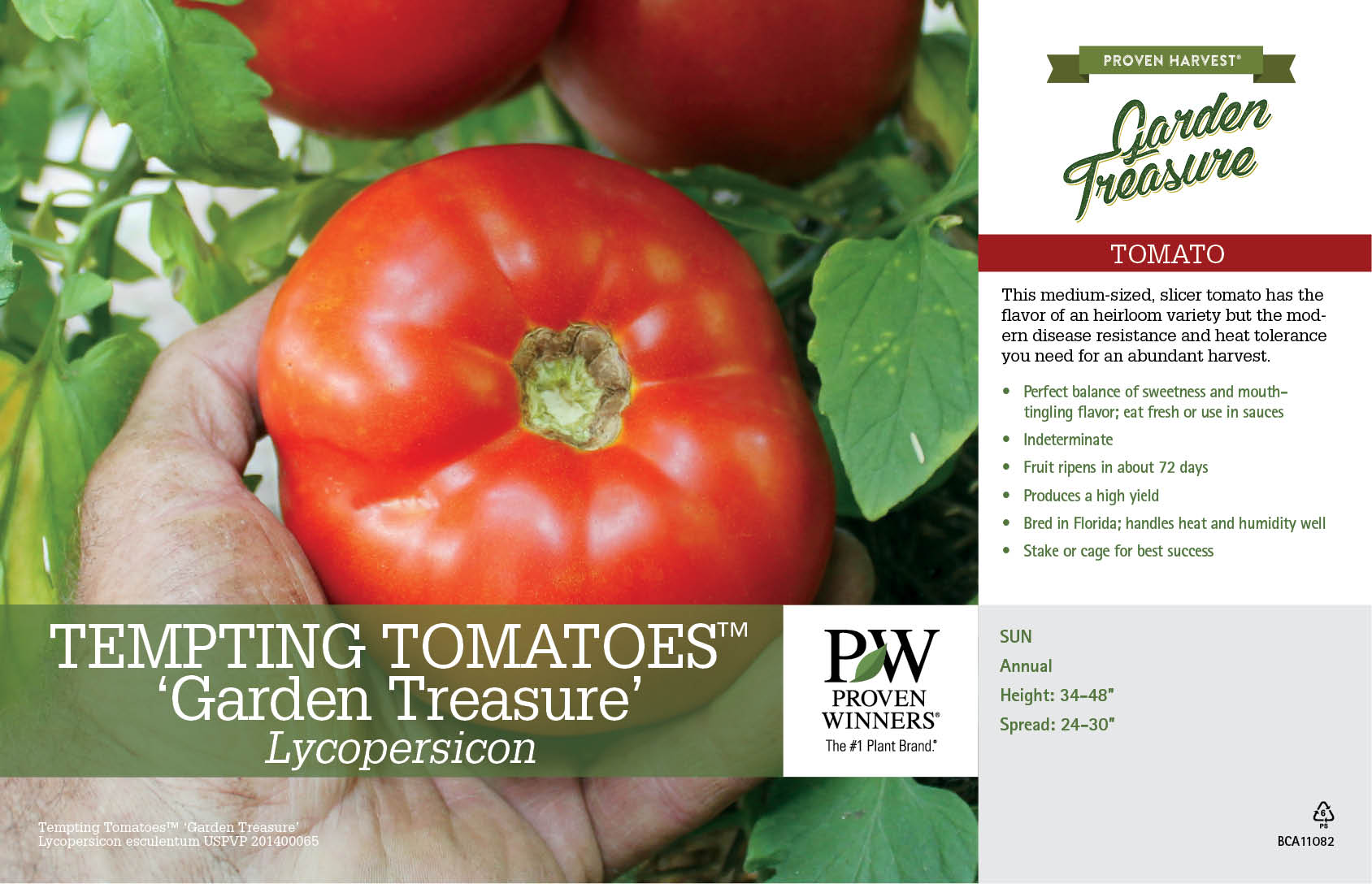 Lycopersicon Garden Treasure (Tomato) 11x7" Variety Benchcard Proven