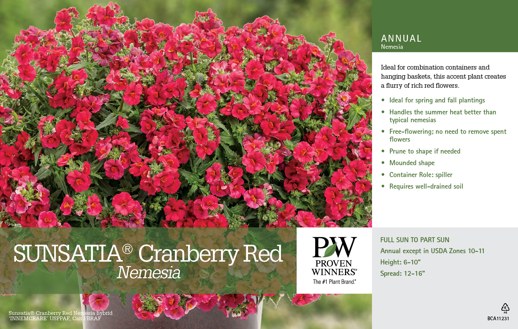 Nemesia Sunsatia® Cranberry Red 11x7" Variety Benchcard Proven Winners