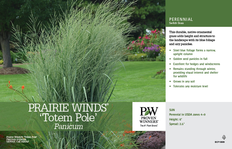 'Panicum Prairie Winds® 'Totem Pole' (Red Switch Grass) 11x7" Variety