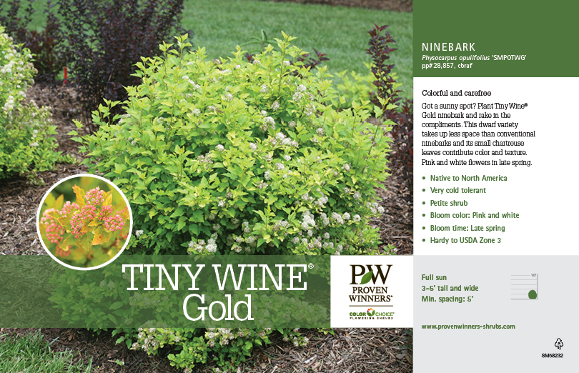Physocarpus Tiny Wine® Gold (Ninebark) 11x7" Variety Benchcard Proven