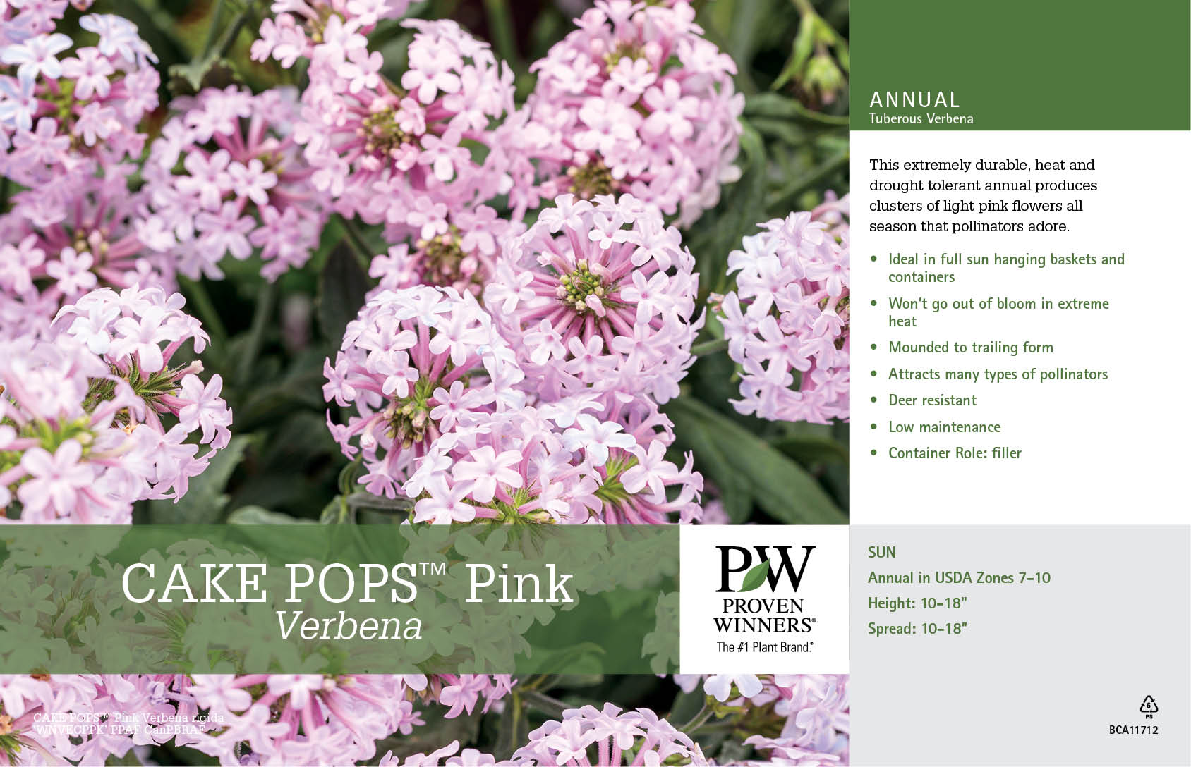 Verbena Cake Pops™ Pink 11x7" Variety Benchcard Proven Winners