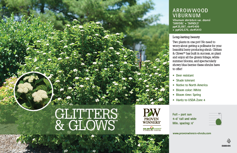 Viburnum Glitters & Glows™ 11x7" Variety Benchcard Proven Winners