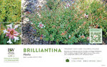 Abelia Brilliantina™ 11x7" Variety Benchcard
