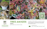 Abelia Tres Amigos® 11x7" Variety Benchcard