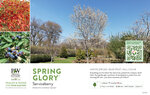 Amelanchier Spring Glory® (Serviceberry) 11x7" Variety Benchcard
