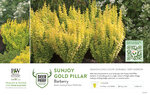 Berberis Sunjoy Gold Pillar® (Barberry) 11x7" Variety Benchcard