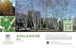 Betula Avalanche™ (Birch) 11x7" Variety Benchcard