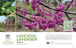 Cercis Luscious Lavender™ (Redbud) 11x7" Variety Benchcard