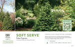 Chamaecyparis Soft Serve® (False Cypress) 11x7" Variety Benchcard