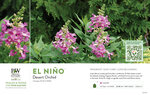 Chitalpa El Nino™ (Desert Orchid) 11x7" Variety Benchcard