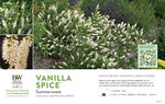 Clethra Vanilla Spice® (Summersweet) 11x7" Variety Benchcard