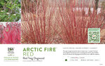 Cornus Arctic Fire® Red (Red Twig Dogwood) 11x7" Variety Benchcard