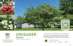 Crataegus Crusader® (Hawthorn) 11x7" Variety Benchcard