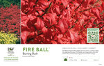 Euonymus Fire Ball® (Burning Bush) 11x7" Variety Benchcard