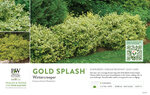 Euonymus Gold Splash® (Wintercreeper) 11x7" Variety Benchcard