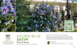 Hibiscus Azurri Blue Satin® (Rose of Sharon) 11x7" Variety Benchcard