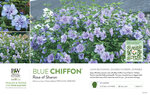 Hibiscus Blue Chiffon® (Rose of Sharon) 11x7" Variety Benchcard