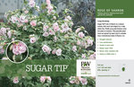 Hibiscus Sugar Tip® (Rose of Sharon) 11x7" Variety Benchcard