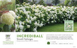 Hydrangea Incrediball® (Smooth Hydrangea) 11x7" Variety Benchcard
