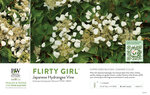 Hydrangea Flirty Girl® (Japanese Hydrangea-Vine) 11x7" Variety Benchcard
