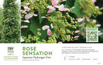Hydrangea Rose Sensation™ (Japanese Hydrangea-Vine) 11x7" Variety Benchcard