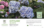Hydrangea Cityline® Mars (Bigleaf Hydrangea) 11x7" Variety Benchcard