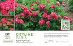 Hydrangea Cityline® Paris (Bigleaf Hydrangea) 11x7" Variety Benchcard