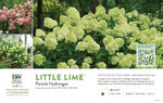 Hydrangea Little Lime® (Panicle Hydrangea) 11x7" Variety Benchcard