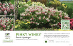 Hydrangea Pinky Winky® (Panicle Hydrangea) 11x7" Variety Benchcard